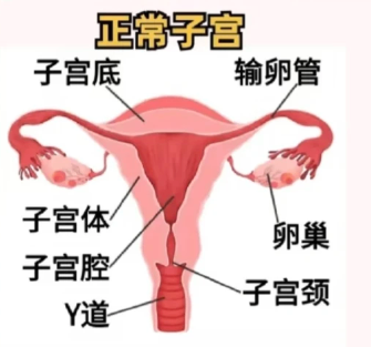 8种子宫形态，对怀孕的影响有多大，一次性讲清！